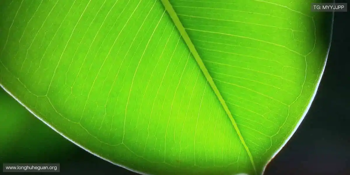 色碟视讯直播：实时直播开碟，简单刺激一眼定输赢